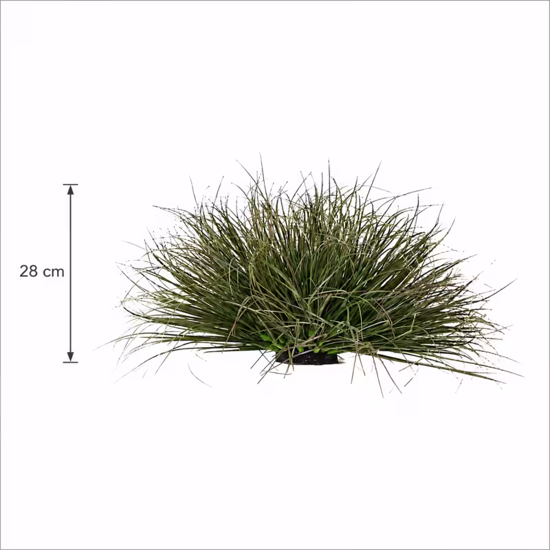 Previzualizare 3: Planta Artificiala Tufa de Iarba Tip Ceapa Curbata, 28 cm, Densitate Redusa, Verde Inchis, Fara Ghiveci