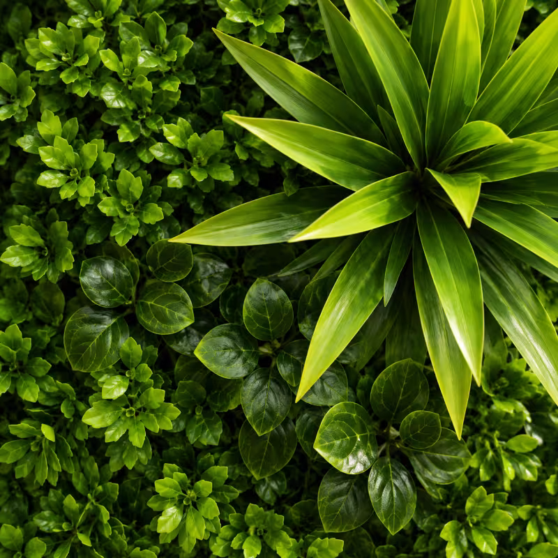 Previzualizare 2: Planta Artificiala Panou de Gard Viu Cimisir, 100 x 100 cm, Verde