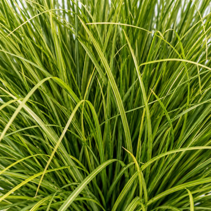Previzualizare 2: Planta Artificiala Tufa de Iarba Tip Ceapa Curbata, 38 cm, Densitate Medie, Verde, Fara Ghiveci