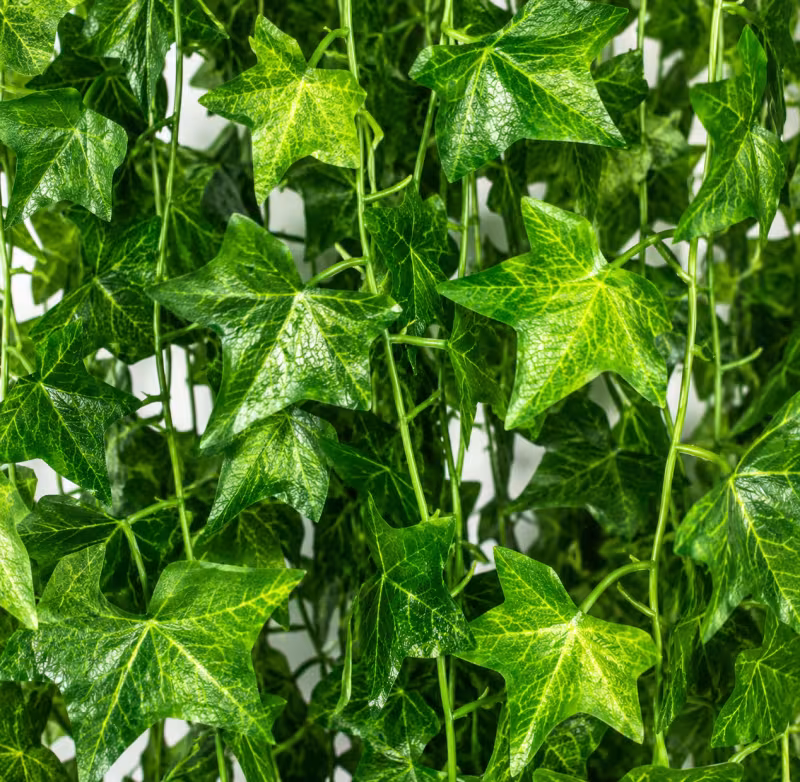Previzualizare 2: Planta Artificiala Ghirlanda din Iedera, 12 Ramuri x 72 Frunze, Verde