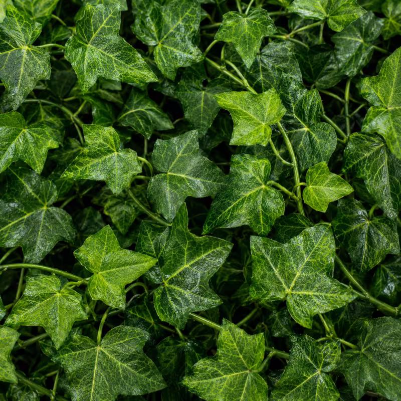 Previzualizare 2: Planta Artificiala Ghirlanda din Iedera, 12 Ramuri x 30 Frunze, Verde